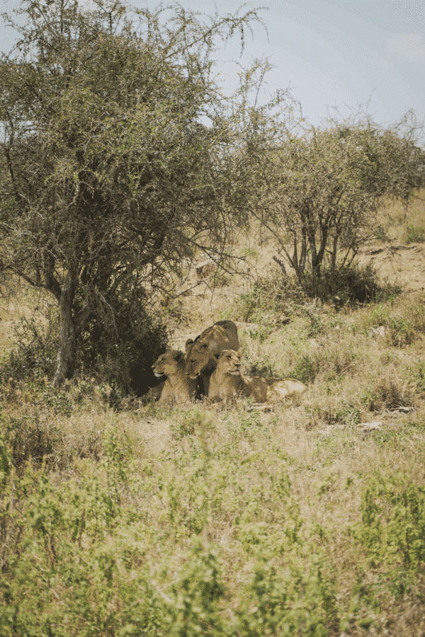 Kenya 2026 - Image 7