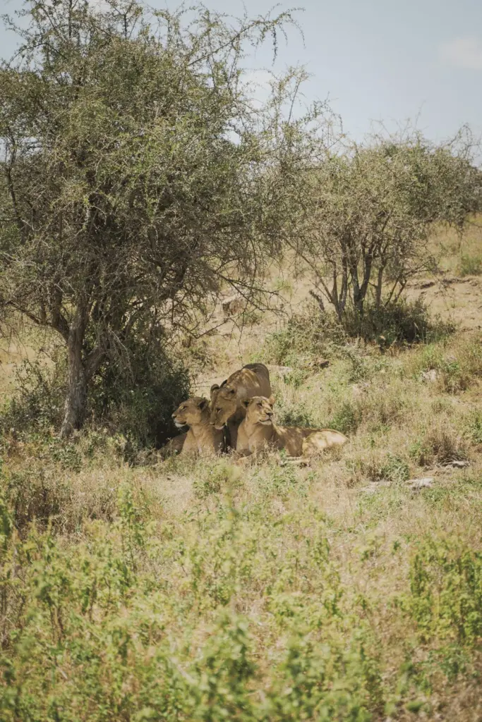 Löwen auf der Safari